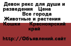 Девон рекс для души и разведения › Цена ­ 20 000 - Все города Животные и растения » Кошки   . Красноярский край